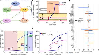 NFATc Acts as a Non-Canonical Phenotypic <mark class="highlighted">Stability Factor</mark> for a Hybrid Epithelial/Mesenchymal Phenotype